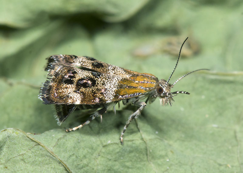 Choreutidae: Tebenna micalis